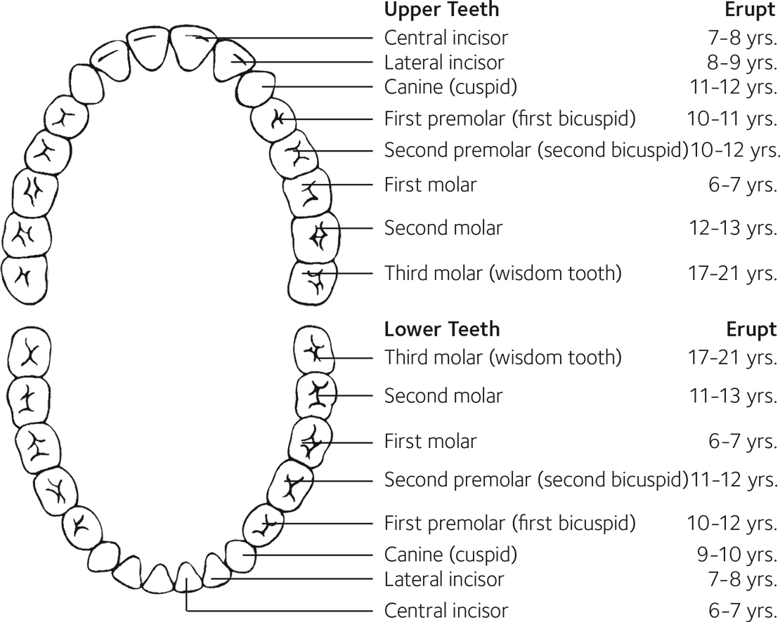 Ada Tooth Eruption Charts   Ada Permanent Tooth Chart 1110 