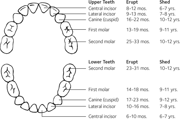 Eruption Charts Mouthhealthy Oral Health Information From The Ada 5510